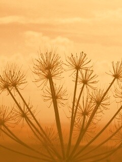 Зонтичное соцветие обои