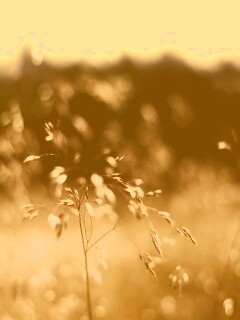 Трава на солнце обои