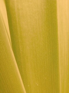 Сочная травинка обои