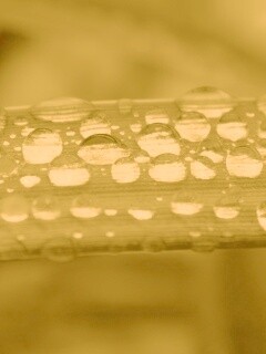 Капли на травинке обои