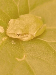 Лягушка на листике обои