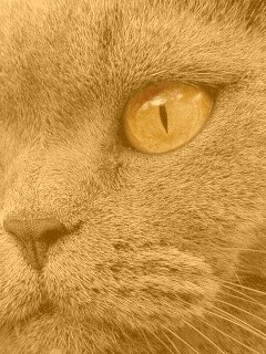 Кот с оранжевыми глазами обои