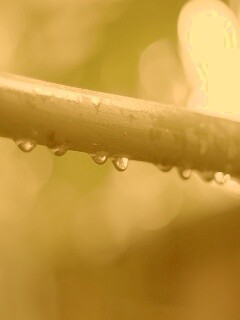 Капли на стебле обои