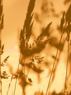 Золотистый закат обои