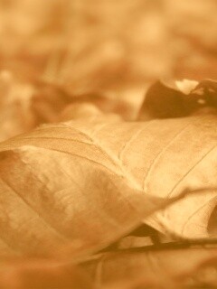 Мертвые листья обои