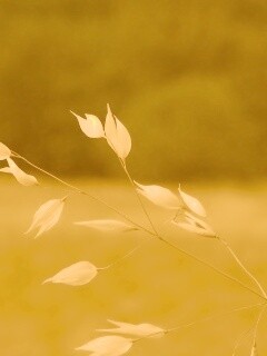 Белые полевые цветочки обои