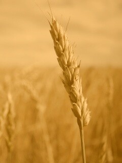 Колосок обои