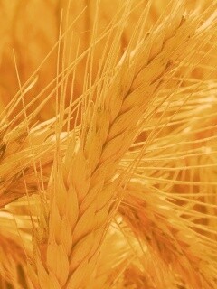 Зреющий колос обои