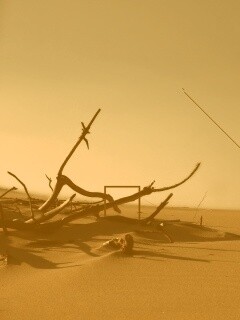 Сухостой в песках обои