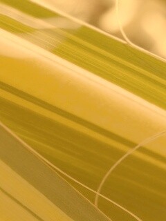 Желто-зеленые травинки обои