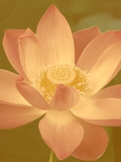 Сиреневый цветок обои