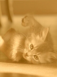 Котенок играет под стулом обои