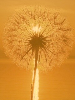 Одуванчик на закател обои