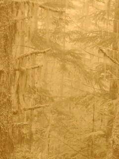 Темная чаща обои