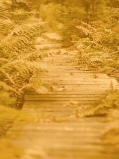 Деревянная дорожка обои