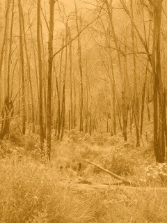 Мрачная чаща обои