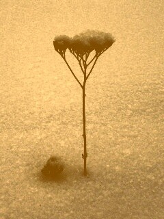 Заснеженная травинка обои