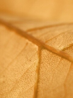 Желтый лист обои