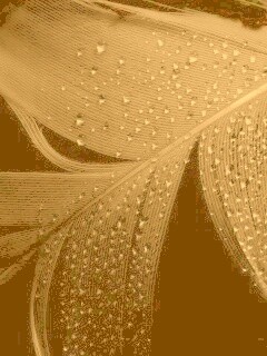 Капли на черном пере обои