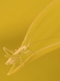 Кузнечик на листике обои