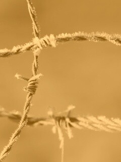 Замерзшая колючая проволока обои