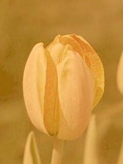 Распускающийся тюльпан обои