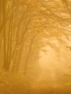 Дорожка заваленная листьями обои