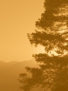 Силуэт дерева на закате обои