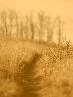 Тропинка в поле обои