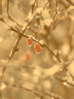 Замерзшие ягоды обои