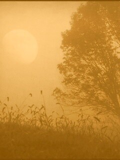 Дерево ночью обои