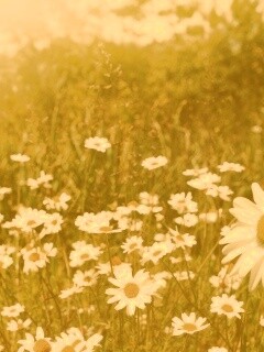 Солнечные ромашки обои