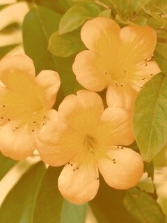 Оранжевые цветочки обои