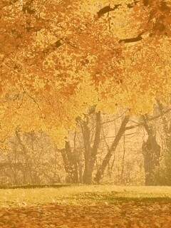 Размашистое осеннее дерево обои