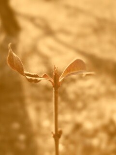 Красный росток обои