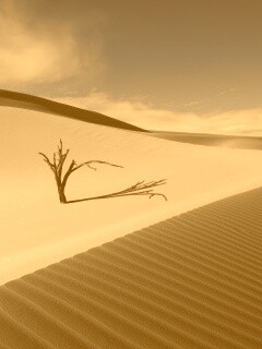 Сухостой в пустыне обои