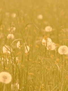 Поле одуванчиков обои
