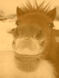 Морда пони обои