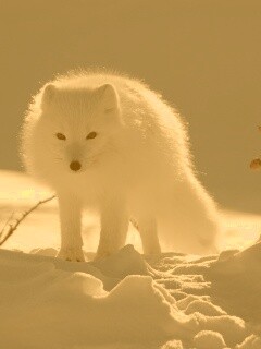 Белый песец обои