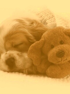 Собака спит с игрушкой обои