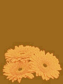 Красные герберы обои