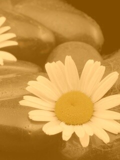 Ромашка среди гальки обои