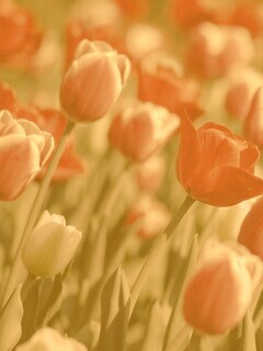 Тюльпаны обои