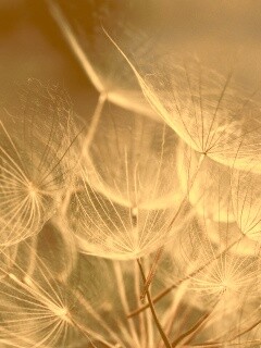 Семена одуванчика обои