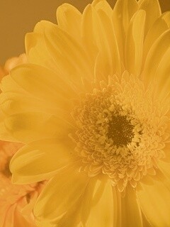 Желтый гербер обои