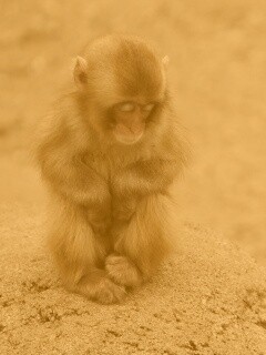 Детеныш обезьяны обои