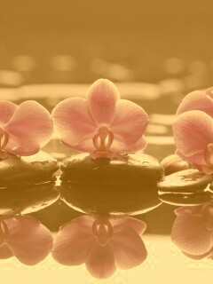 Орхидеи на камнях обои