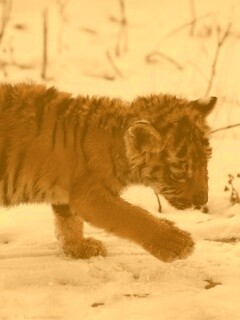 Тигренок на снегу обои