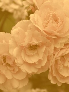 Розовые цветы обои