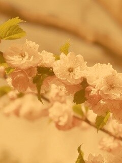 Ветка с цветами обои